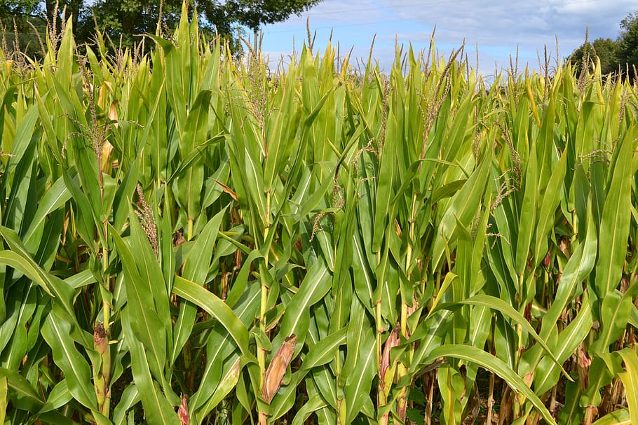 corn fields, field, agriculture, landscape, fields, cereals, but sunny, culture, summer, nature