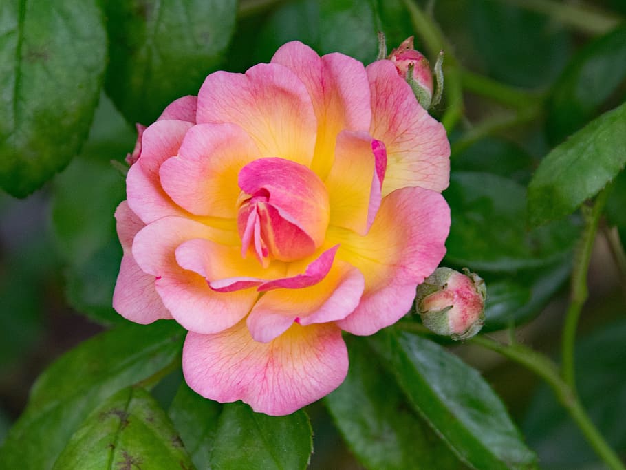 rose, professor c, s, sargent, climbing rose, flowers, pink, yellow, apricot, blossom