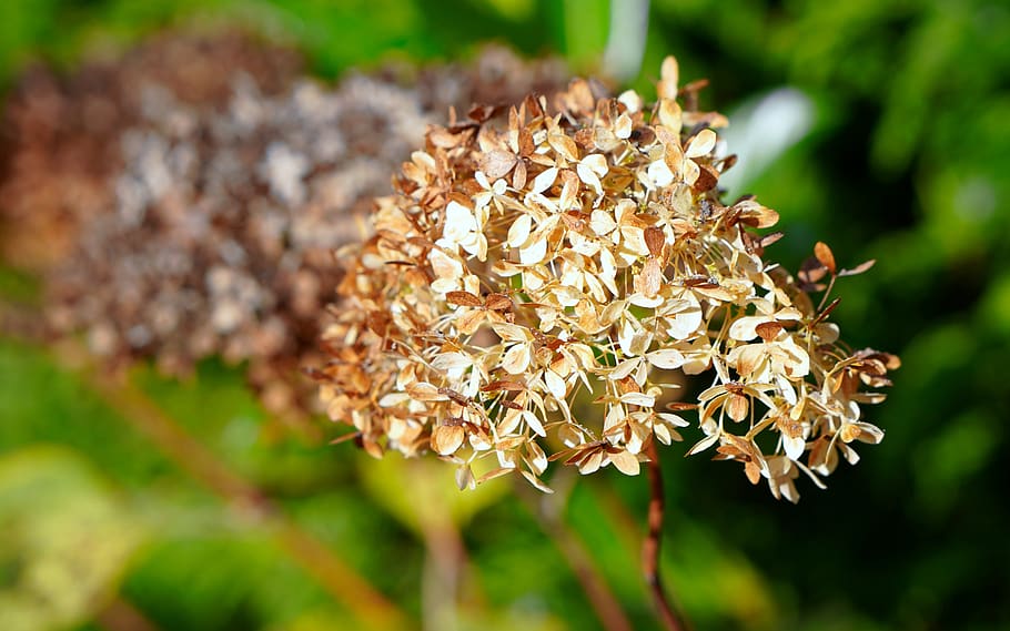 hortensia, se desvaneció, marchito, flor, naturaleza, marchita, seco,  otoño, primer plano, crecimiento | Pxfuel