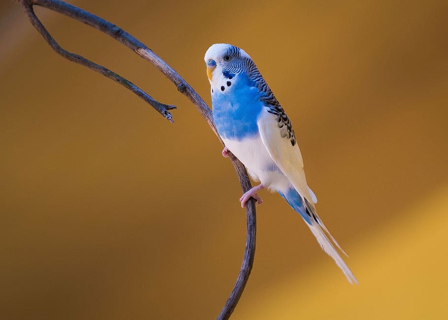 focus photography, blue, white, budgerigar, perched, branch, tree, bird, nature, wildlife