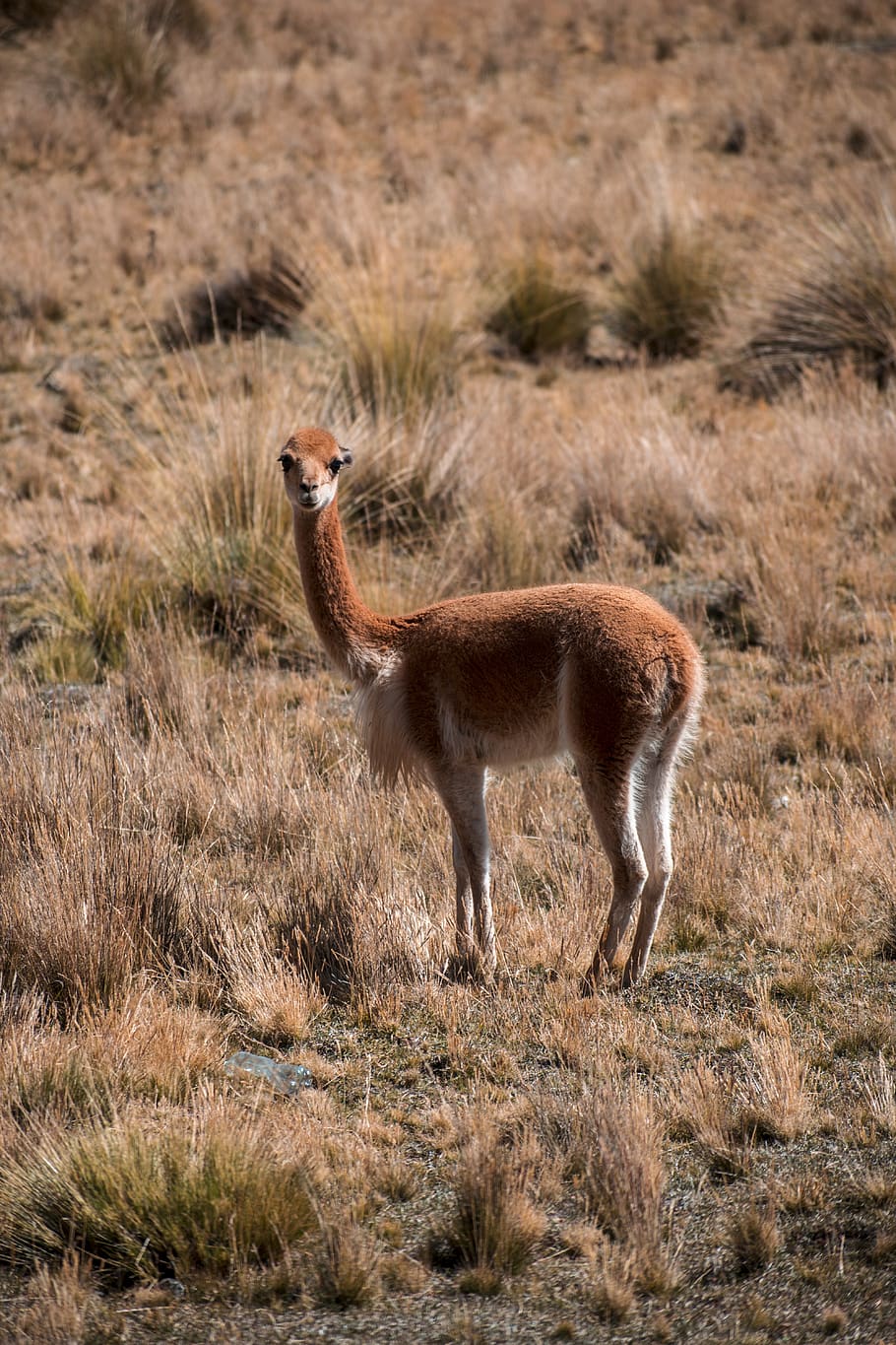 vicuña, animal, animales, perú, andes, lama, mamíferos, alpaca, paisaje, vicuñas