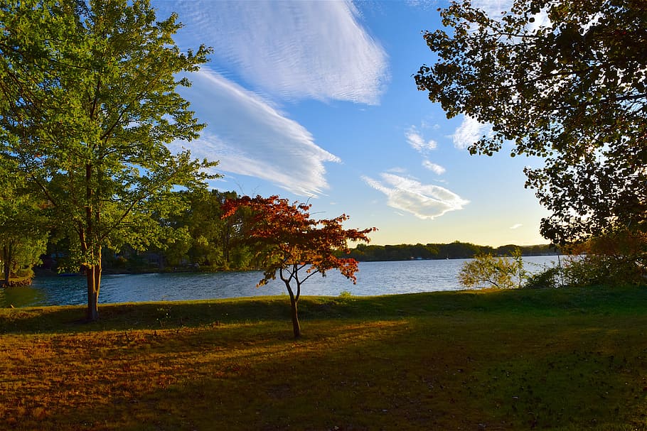 tree, lake, sunset, autumn, sky, nature, light, sunlight, shadow, natural