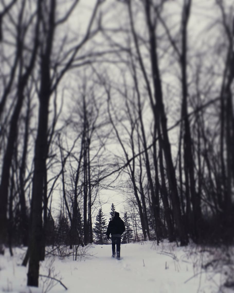 man, beneath, forest, person, walking, snow, near, trees, winter, season