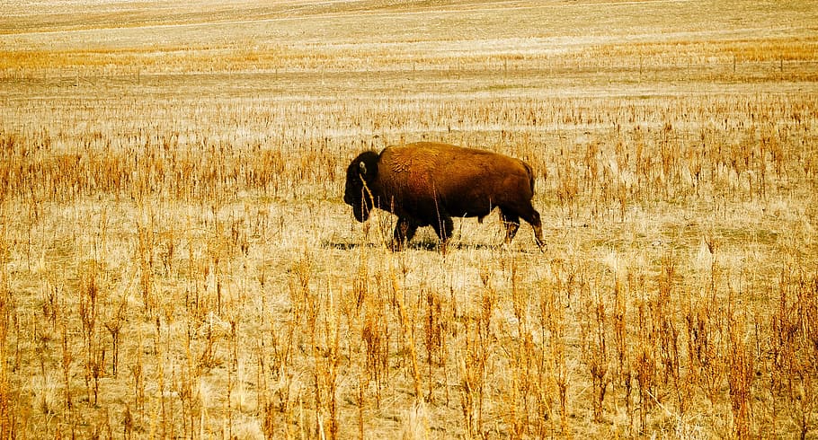 Bison, Buffalo, Animal, Wildlife, alone, solitary, panorama, prairie, landscape, plants