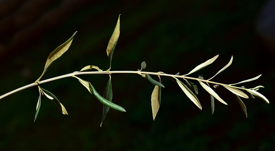 rama, rama de olivo, olivier, hojas, hojas de olivo, verde, armonía, símbolo, símbolo de paz, tierno