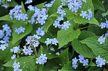 Página 5 | Fotos pequeñas flores azules libres de regalías | Pxfuel