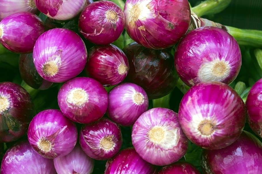 farmers market purple onions, food, onion, market, nutrition, healthy, fresh, agriculture, organic, health