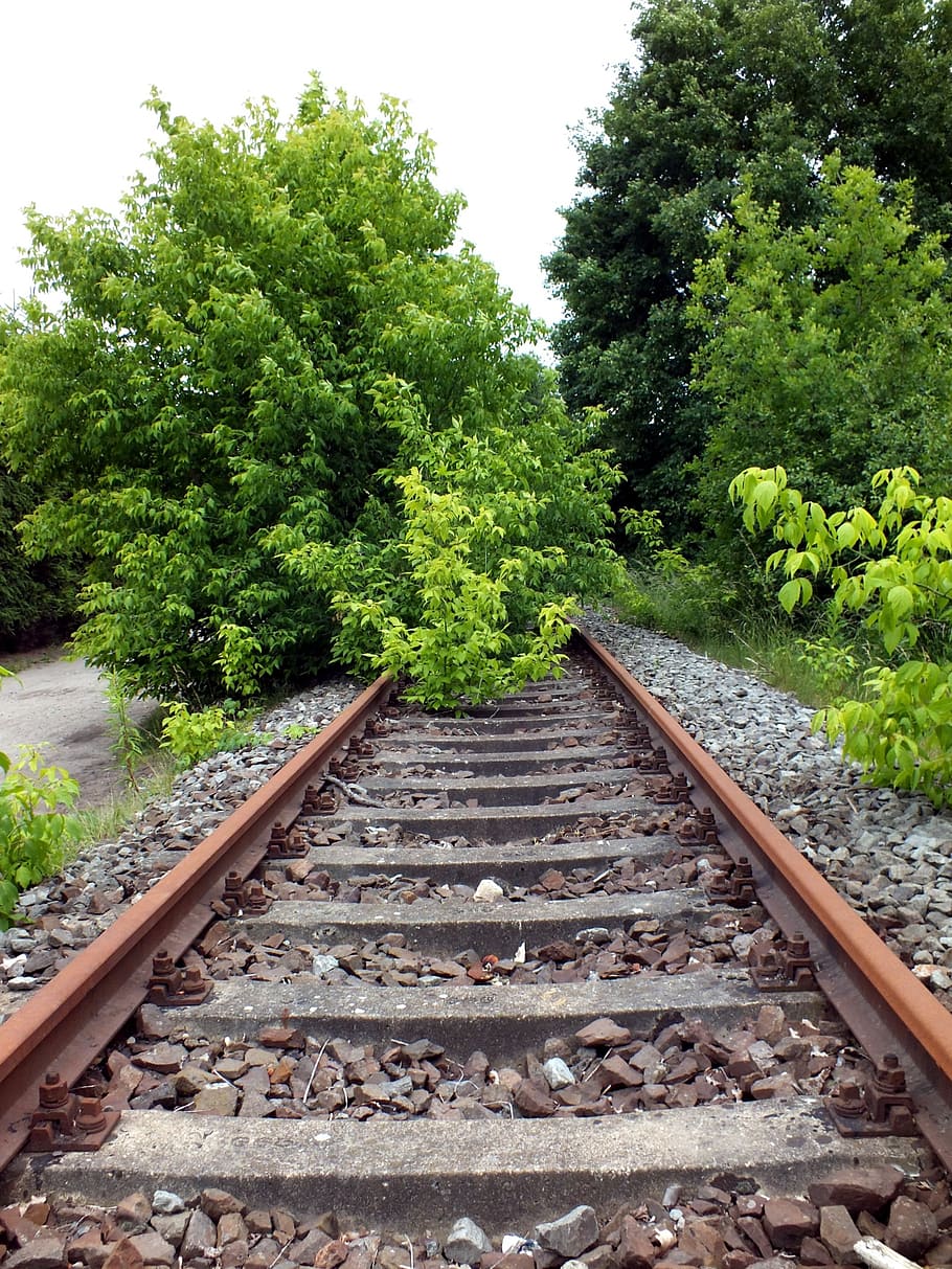 railway, seemed, train, overgrown, rail transportation, track, railroad track, plant, tree, green color