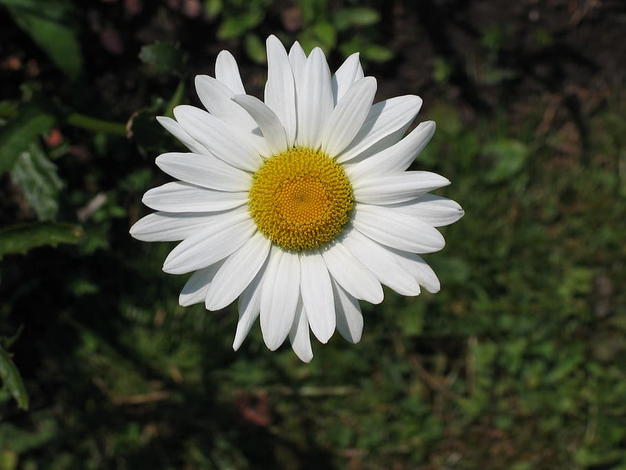 white daisy, flower, yellow heart, flowering plant, plant, fragility, petal, growth, vulnerability, freshness
