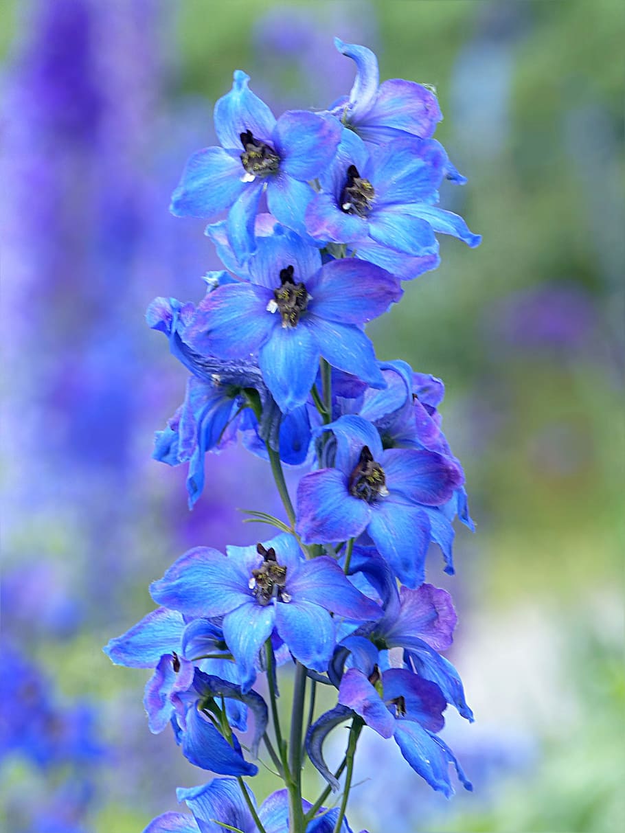 closeup, photography, purple, petaled flowers, Plant, Flower, Larkspur, Delphinium, blue, spring