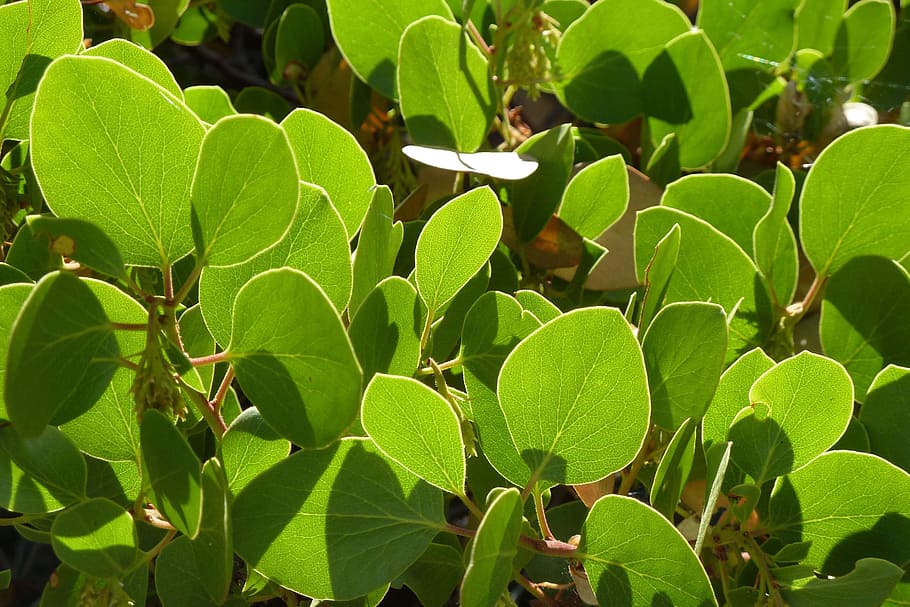 Manzanita, Green, Leaves, manzanita leaves, bright green, leaves, sunlit, plant, vibrant, foliage, leaf
