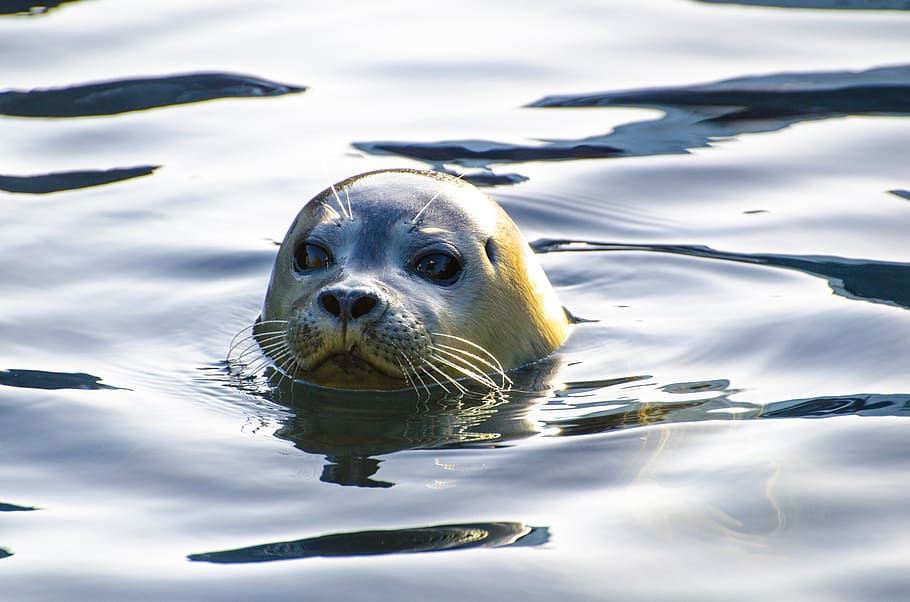 sea lion, swam, water, seal, grey, animal, north-sea, wild-animal, threatened, juvenile