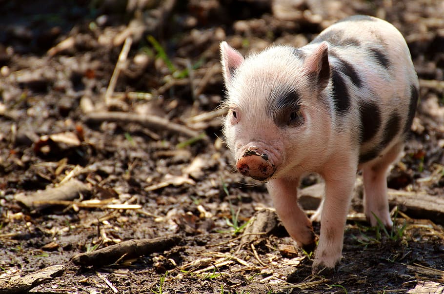 babi, berjalan, tanah, babi kecil, mini, lucu, manis, bermain, hewan, tema hewan