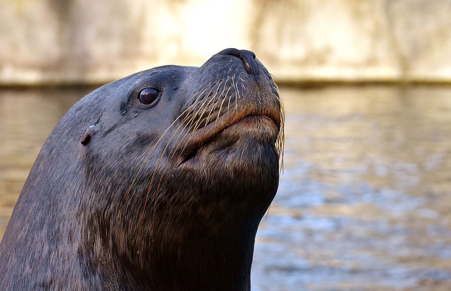 selectivo, fotografía de enfoque, león marino, foca, nadar, agua, robbe, meeresbewohner, animal, naturaleza