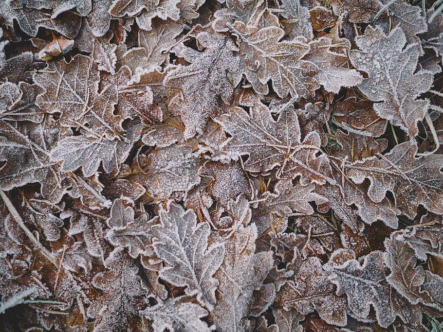hojas secas, gris, hojas, primer plano, foto, hoja, nieve, invierno, al aire libre, escarcha