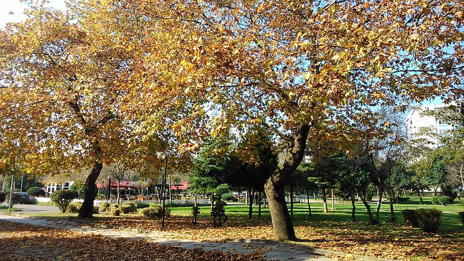 otoño, árboles, hojas, parque, árbol, planta, cambio, crecimiento, naturaleza, parque - espacio creado por el hombre