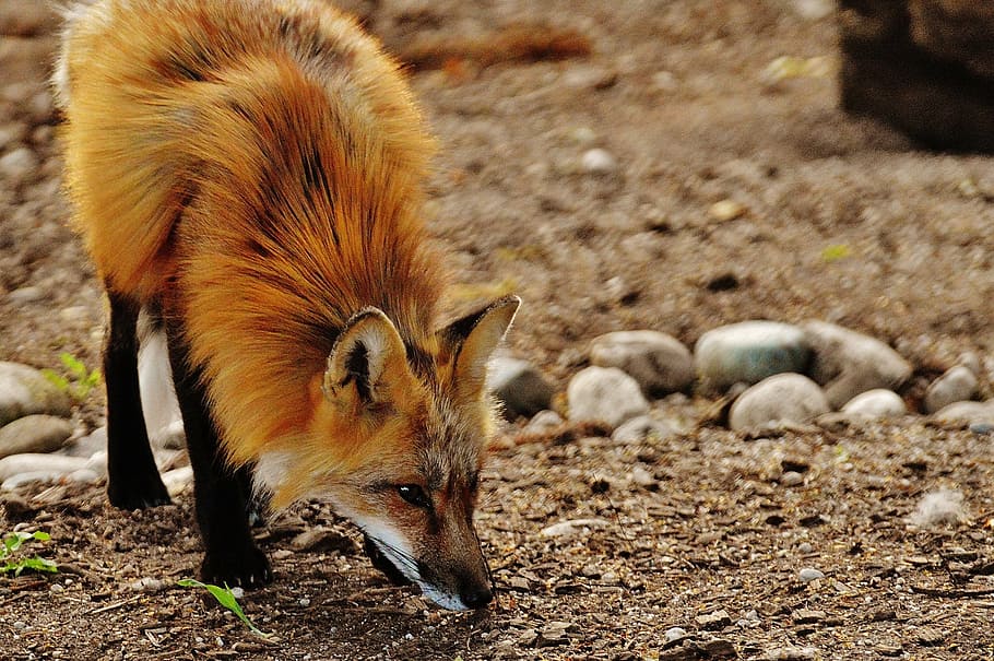 brown, fox, sniffing, ground, fuchs, wild animal, predator, animal world, forest animal, nature