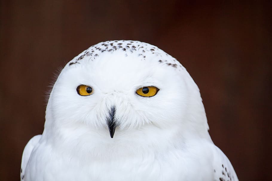 close-up photo, white, owl, snow owl, bird, yellow eyes, animal, beak, feather, bird of Prey