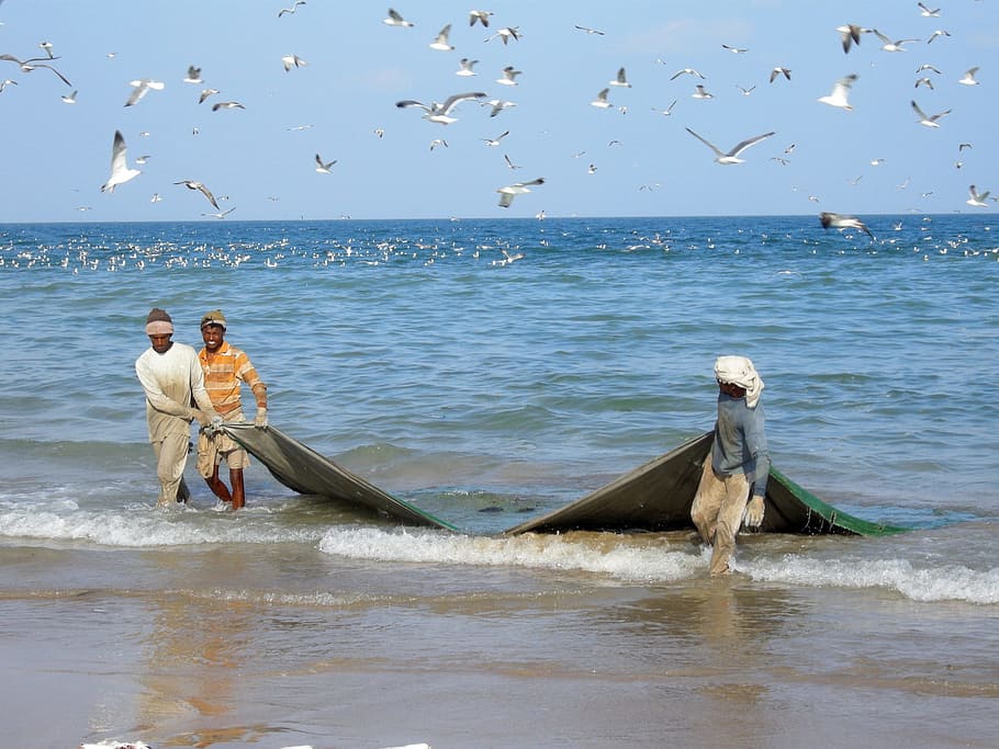 three, pulling, green, mesh fishnet, Fishermen, Fishing, Sea, Net, fishing net, catch