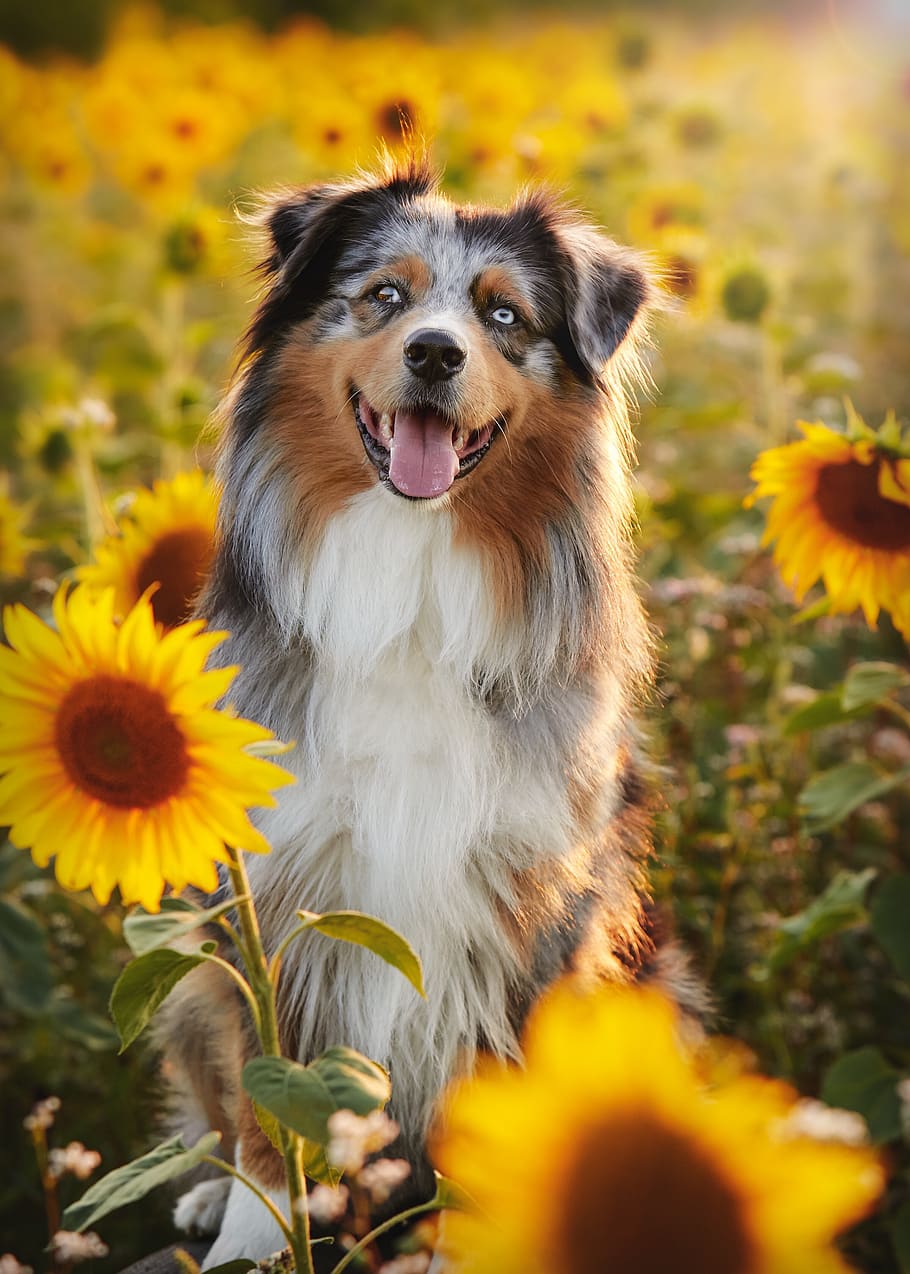 australian shepherd, sun flower, yellow, sunflower, summer, flower, blossom, sun, nature, bloom