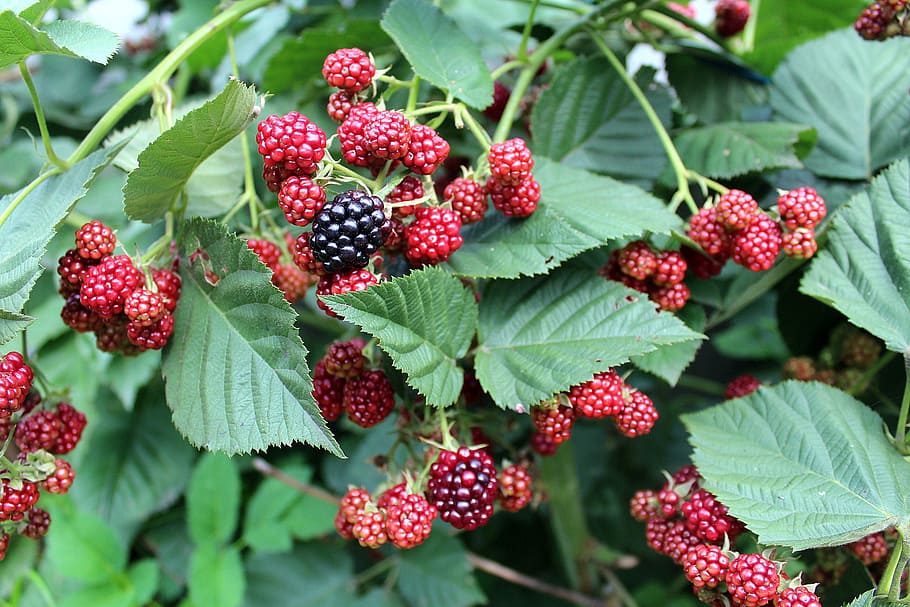 blackberries, fruit, bush, plants, nature, fruiting, fruitful shrub, fresh, garden, summer