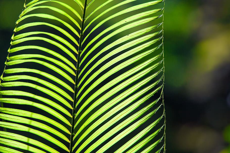 planta, selva tropical, la luz transmitida, espinas allí, palmae, parque nacional harry the salak mountain, isla de java, indonesia, Hoja, parte de la planta