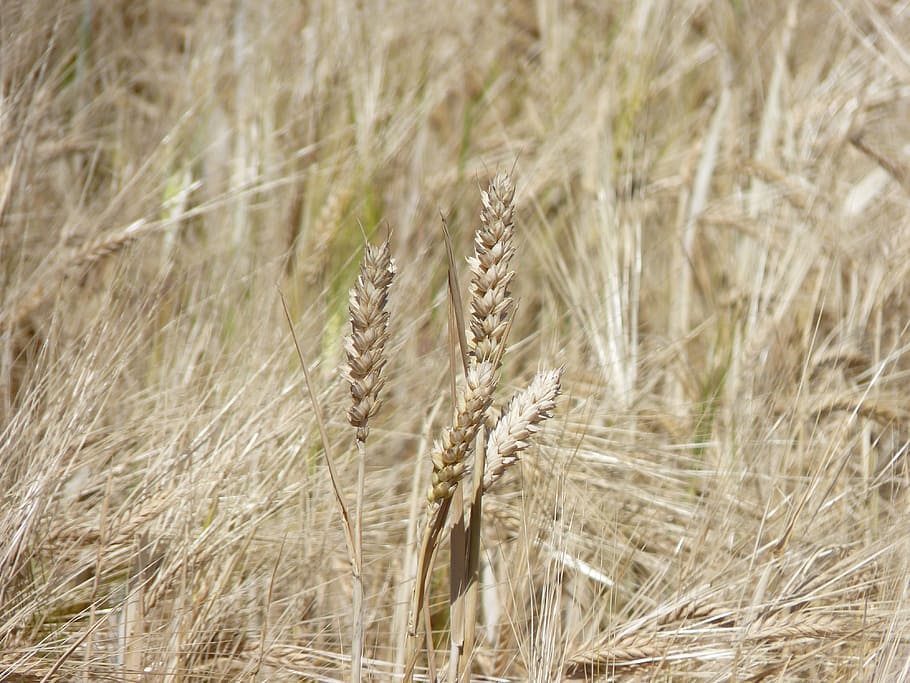 Cornfield, Cereals, Ear, Grain, Field, agriculture, nature, summer, harvest, plant