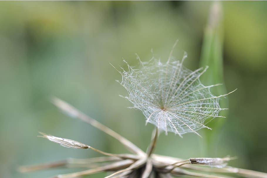 dandelion, seeds, screen, anemochorie, screen aviator seeds, parachute, composites, meadows dubius, tragopogon pratensis, asteraceae