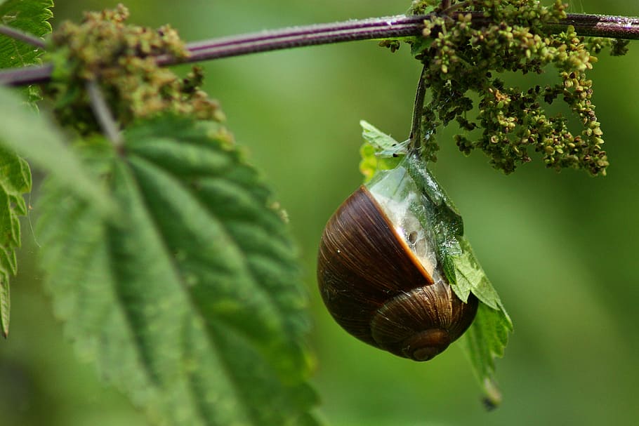 snail, shell, close, mollusk, slowly, nature, animals, land snail, snail shell, escargots