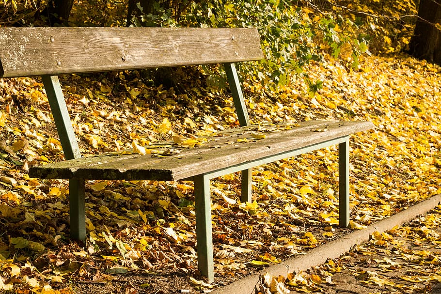 bench, session, sit, seat, autumn, leaf, plant part, wood - material, nature, day