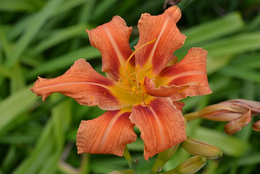 lirio de día, naranja, lirio de tigre, primer plano, lirio de día de tigre,  jardín, exterior, flor, planta floreciendo, pétalo | Pxfuel