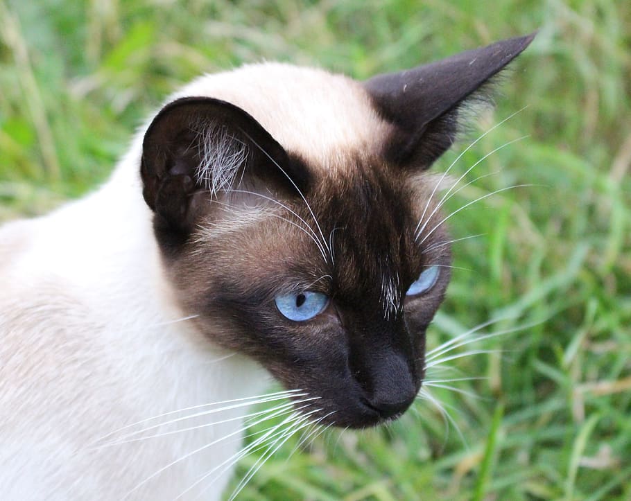siamese cat, eyes, cat, thoroughbred, blue, blue eye, pet, animal themes, mammal, animal