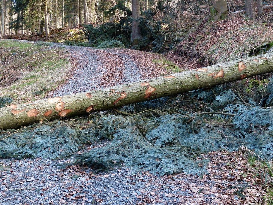 tree log, blocking, road, forest work, wood casework, blockade, blocked, obstacle, log, tree
