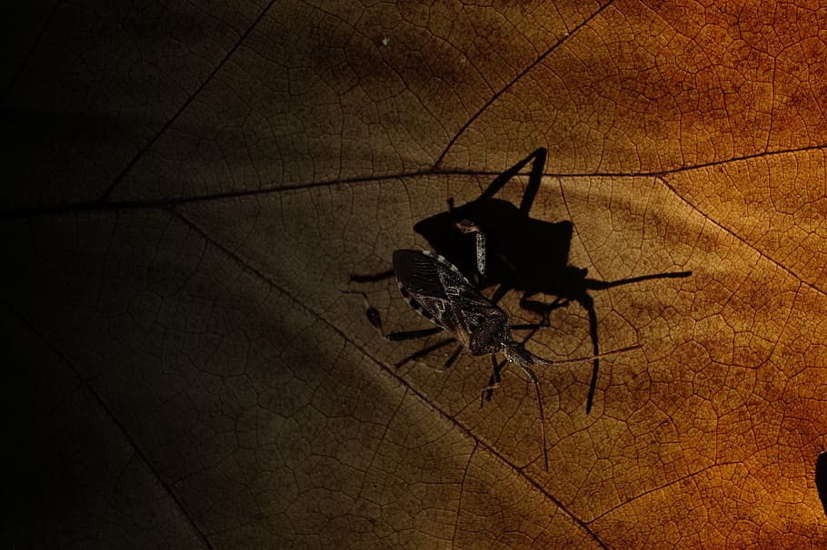 autumn, beetle, black, the letters, insect, smelly, high angle view, nature, shadow, silhouette