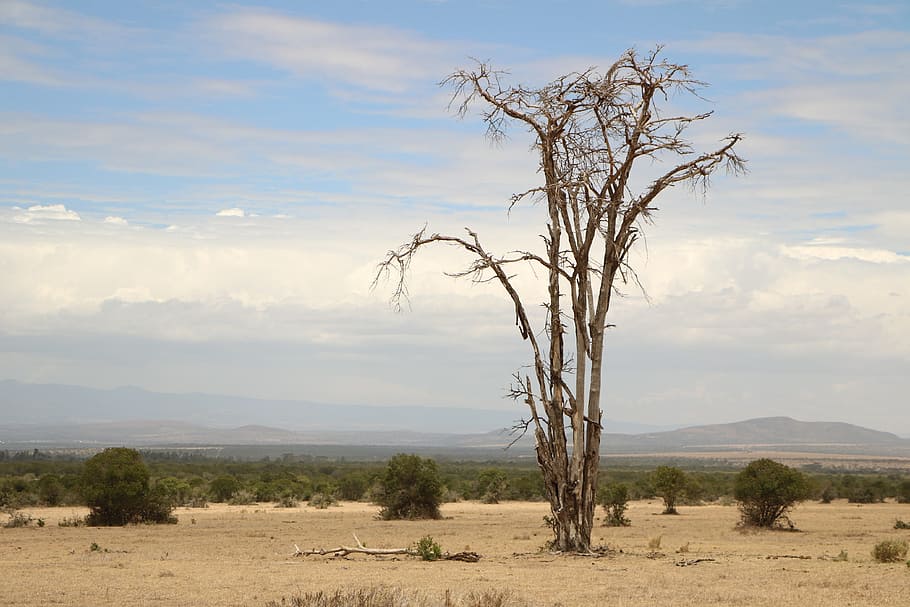 dead tree, savannah, africa, dead, tree, sky, cloud - sky, beauty in nature, scenics - nature, tranquil scene