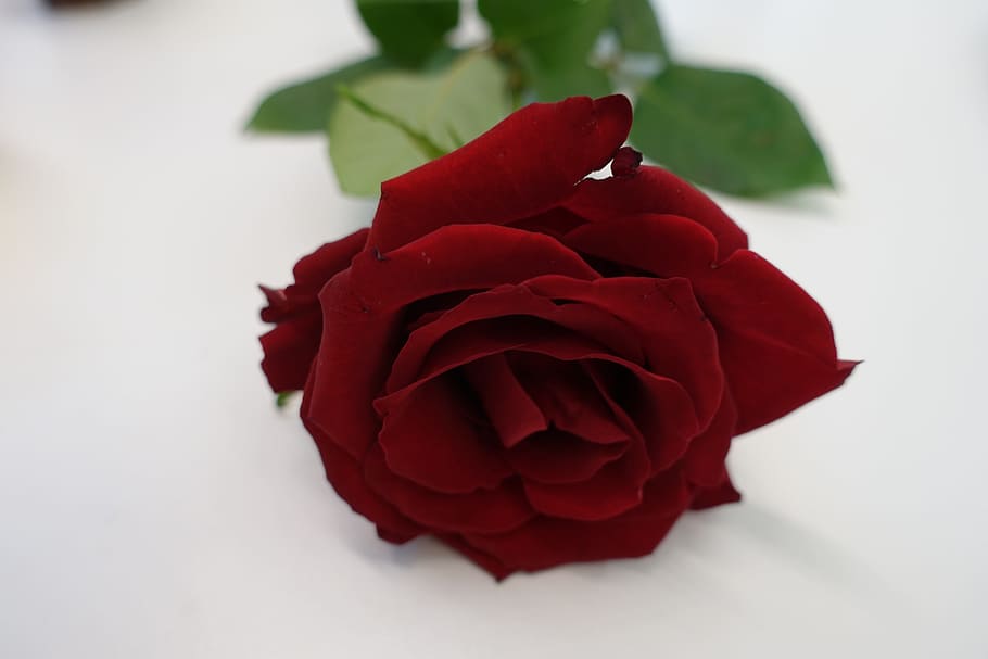 clsoeup photo, red, rose, Red Rose, Love, Heart, Romance, love, heart, love you, red rouse