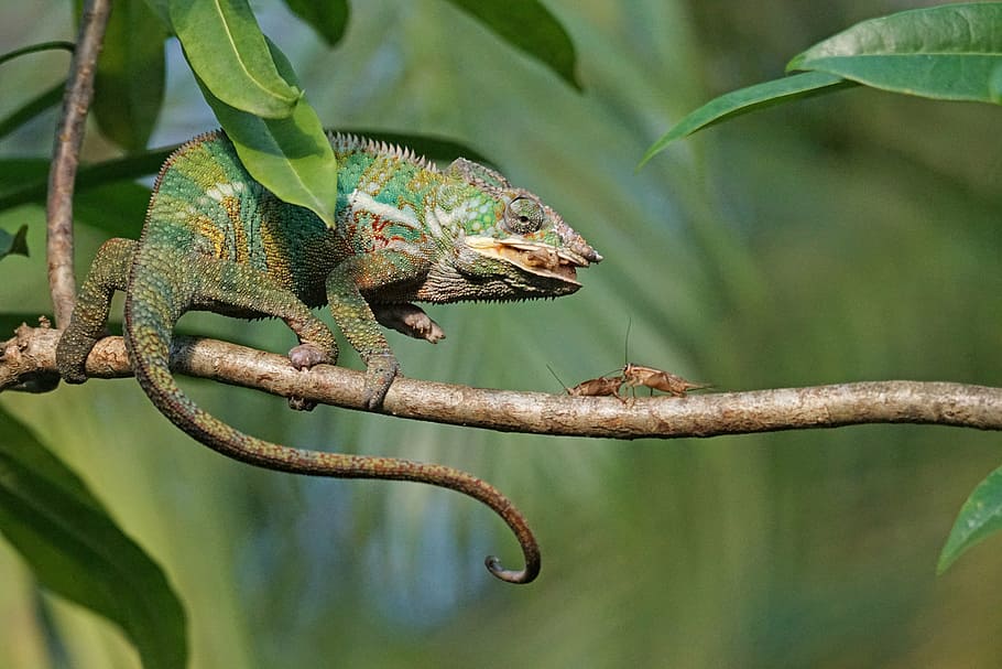 chameleon, crickets, branch, panther chameleon, food, eat, grille, acheta domestica, reptile, animal themes