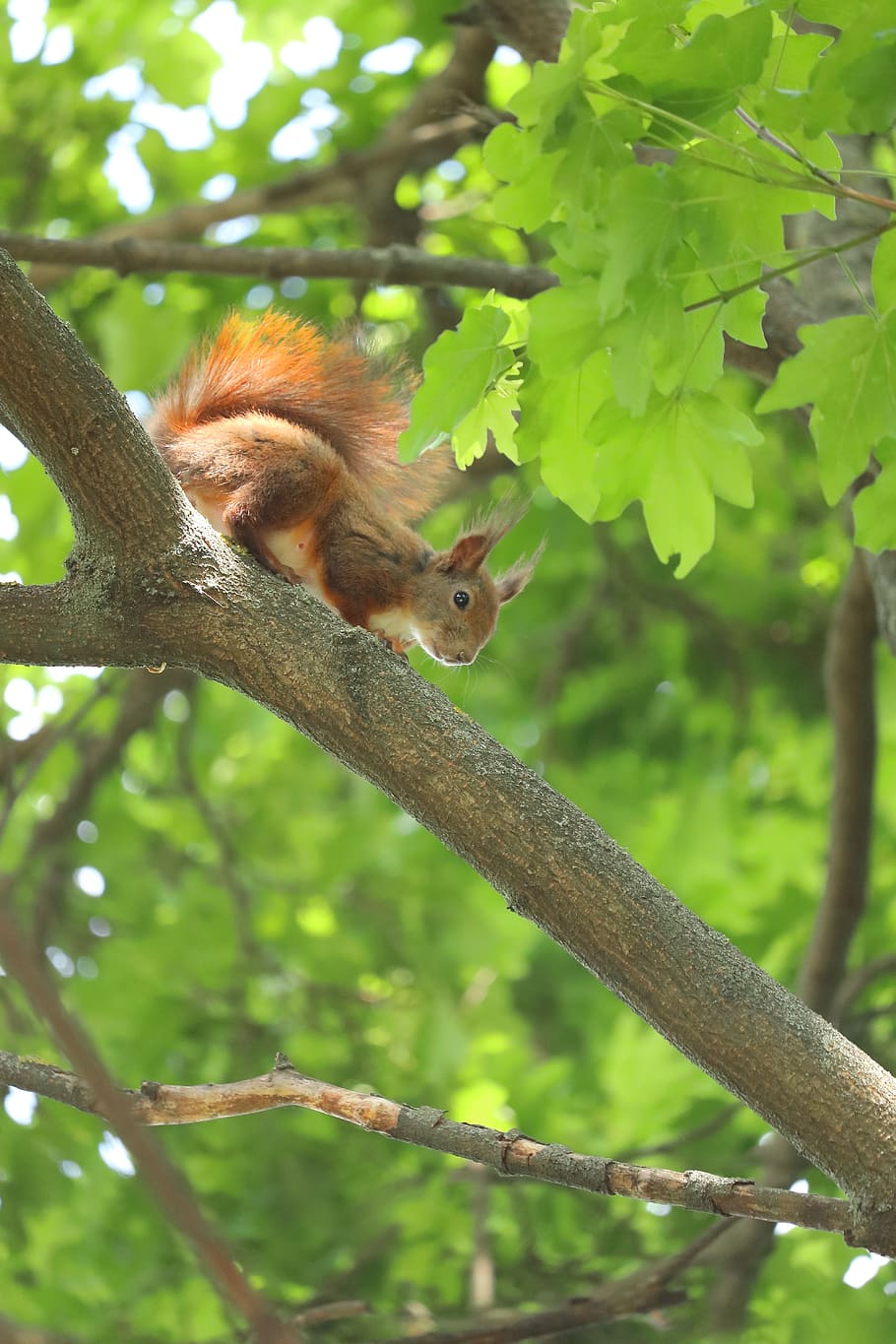 squirrel, cute squirrel, fat squirrel, red squirrel, baby squirrel, branch, tree, cute, outdoor, fluffy