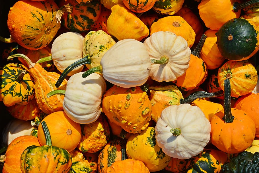 Pumpkin, Harvest Time, Sale, Decoration, benefit from, pumpkin yard cordes, thanksgiving, farm, autumn, squash