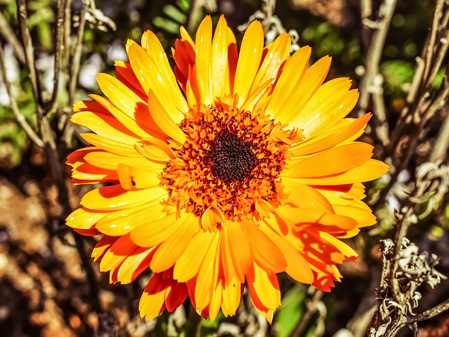 orange, gerbera flower close-up photography, Gerbera, flower, close-up photography, calendula, marigold, blossom, petal, plant
