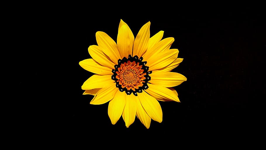 yellow sunflower, mother's day, flower, yellow, nature, spring, floral, plant, summer, blossom