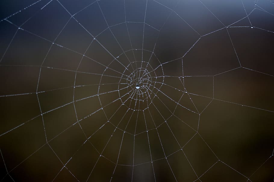 spider web, wet, hooked, place, dew, drops, nature, close-up, backgrounds, pattern