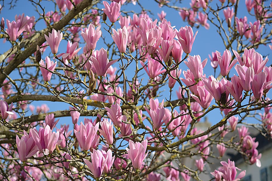 flores, magnolias, naturaleza, botánica, árbol, flora, floración, planta, primavera, rosa