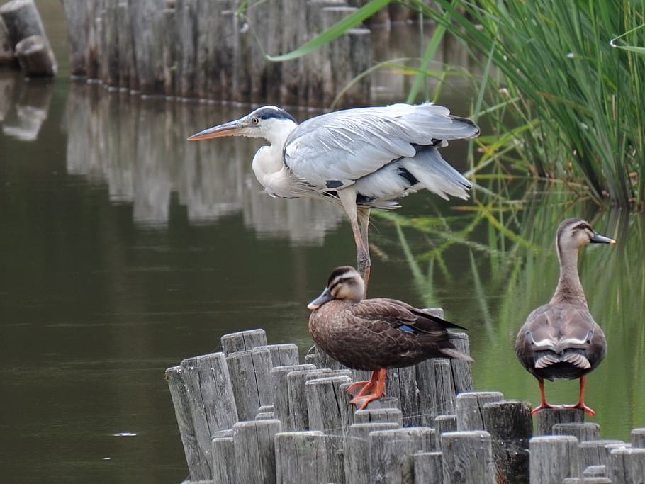animal, pond, water, waterweed, bird, wild birds, waterfowl, heron, gray heron, beak