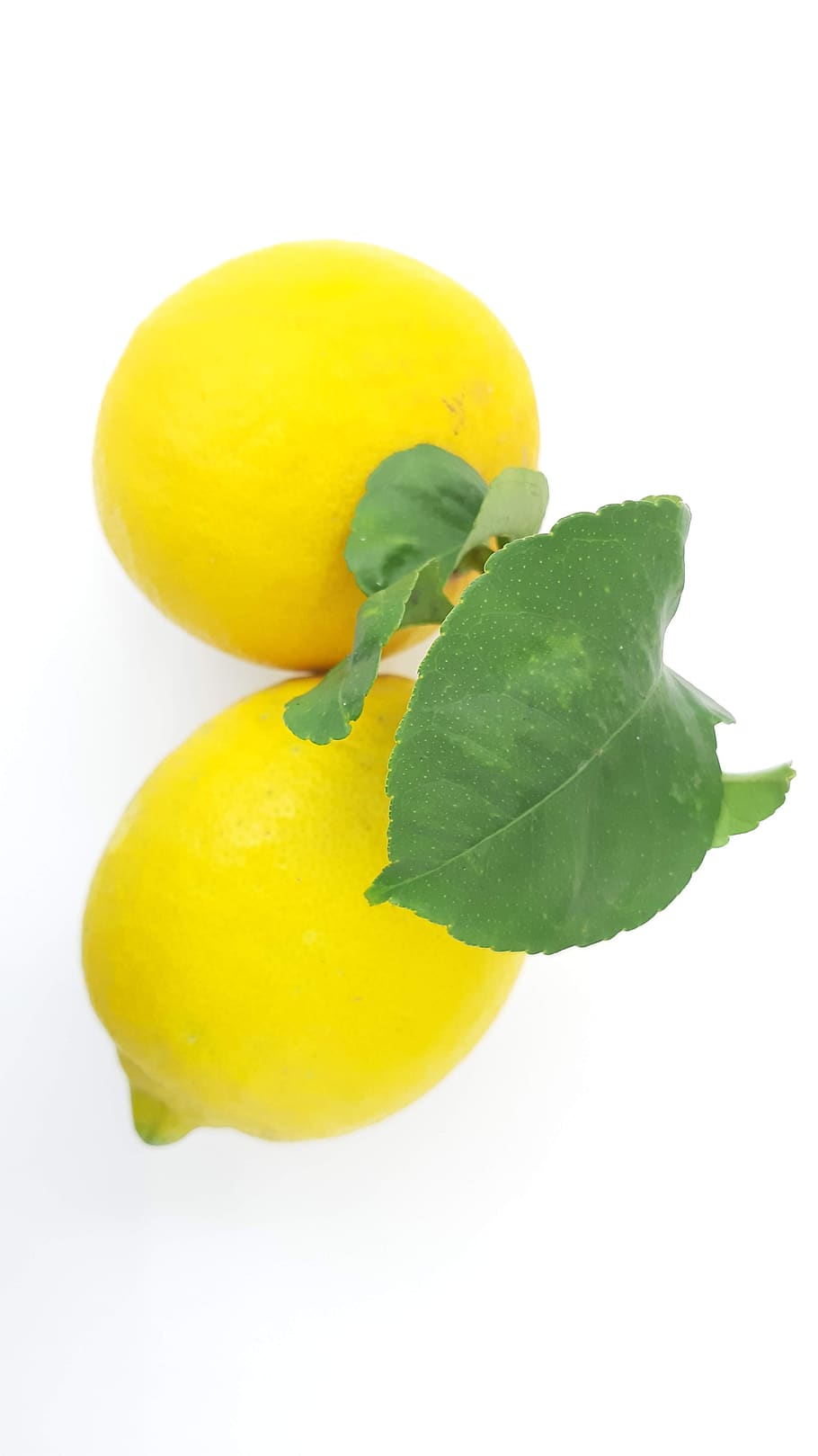 lemon, lime, fruit, yellow, citric, white background, studio shot, freshness, food, plant part