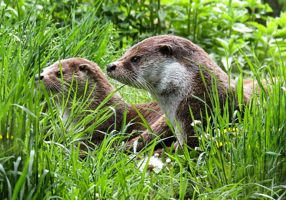 two, squirrels, green, grass field, otter, animals, water, meadow, care, rest