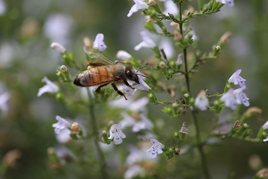 nature, insect, flower, bee, outdoors, honeybee, thyme, pollination, nectar, honey