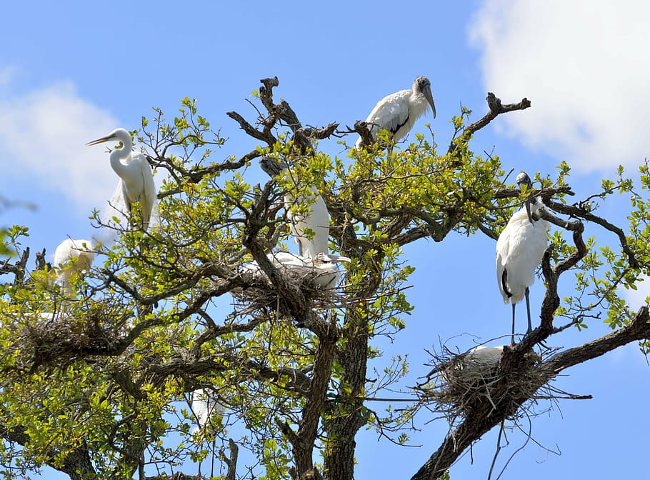 wood stork, heron, wildlife, outdoors, nesting, nest, birds, great white, nature, florida
