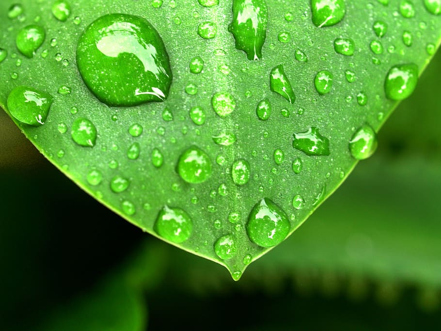 green, leaf plant, rain, drops, closeup, water, leaf, grass, dew, life