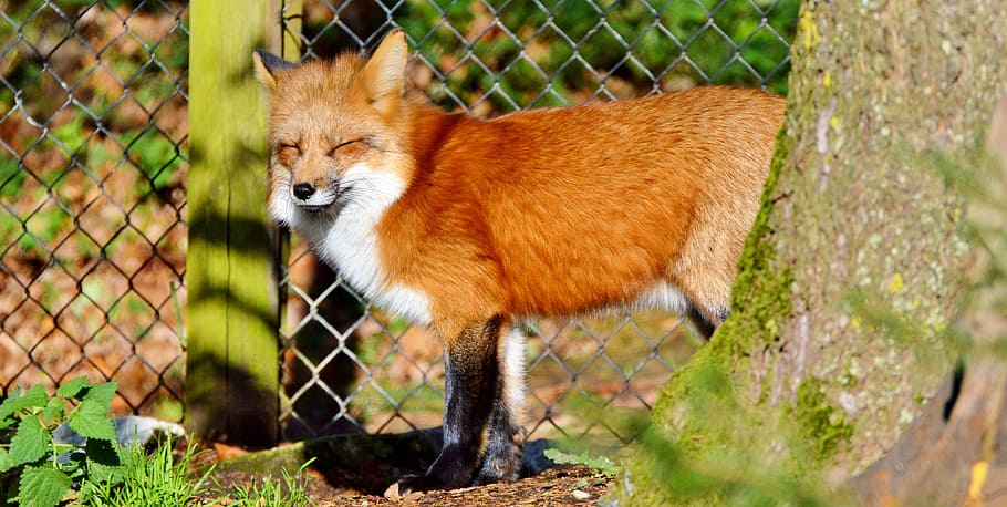 brown, fox, standing, fence, tree, daytime, fuchs, red fox, predator, reddish fur
